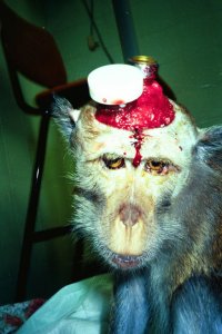 Malish: monkey in brain experiment